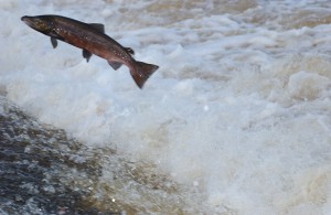 salmon jumping out of water