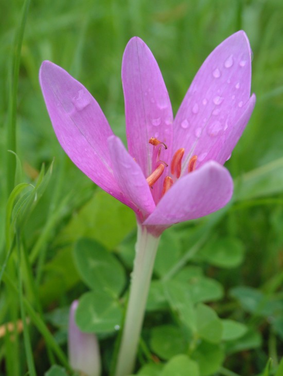Small purple flower with six oblong petals with six orange stamen with clover and grass in the background