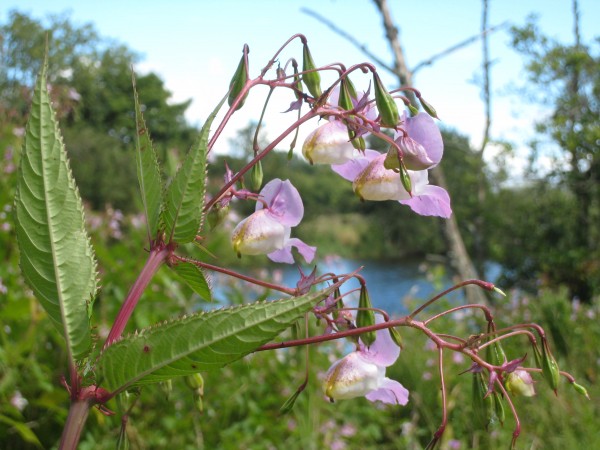 Delicate light purple multiple flowers on stem with river bank in the background