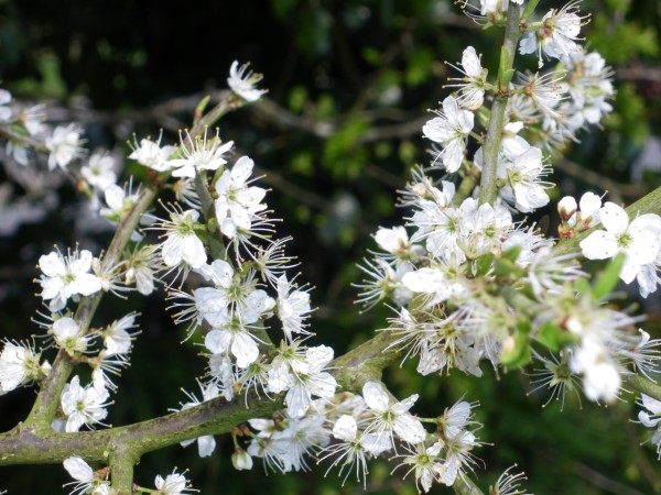 Small white flowers on a thin tree branch