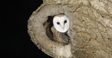 Barn Owl in Ash Tree (photo courtesy of Mike Brown)